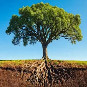 A Profundidade do Solo Espiritual: Cultivando a Fé e o Crescimento Interior