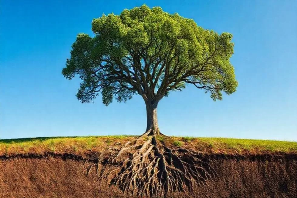 A Profundidade do Solo Espiritual: Cultivando a Fé e o Crescimento Interior